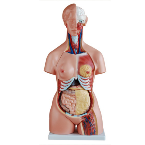 85 cm both sexes torso model (21 parts)
